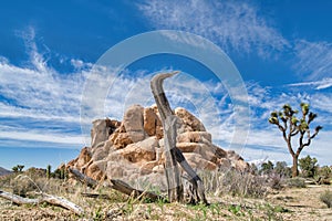 Dead dry tree and giant rocks against blue sky at Joshua Tree National Park