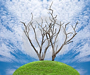 dead dry tree on green meadow