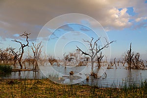 Dead dry tree landscape in the middle of a lake