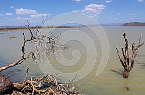 Dead dry tree landscape in the middle of a lake