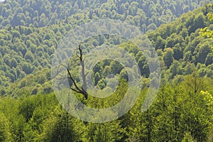 Dead dry tree among living green trees in a mountain valley