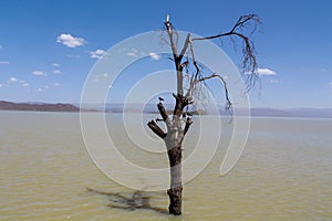 Dead dry tree in the middle of a lake