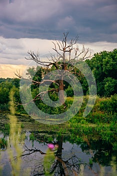 Dead Tree on Pond Shore with Reflection on Water.