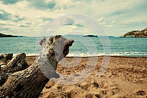 Dead dry tree trunk on the beach