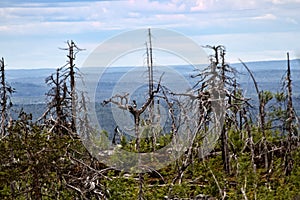 Dead dry trees of bizarre strange shape on top of Northern hills