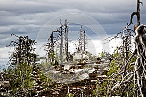 Dead dry trees of bizarre strange shape on top of Northern hills