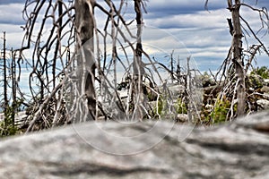 Dead dry trees of bizarre strange shape on top of Northern hills photo