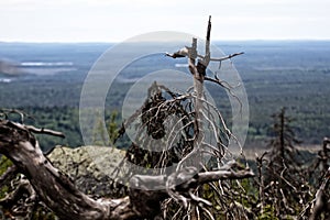 Dead dry trees of bizarre strange shape on top of Northern hills photo