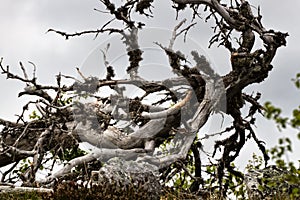 Dead dry trees of bizarre strange shape on top of Northern hills photo