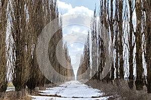 Dead dry trees on a poplar alley in winter.  Global warming