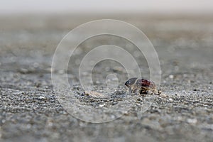 A dead dung beetle lies on the surface of the salt marsh