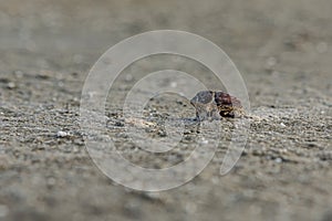 A dead dung beetle lies on the surface of the salt marsh