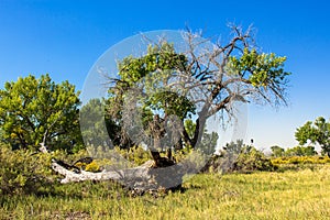 Dead and dying Cottonwoods in rural Utah