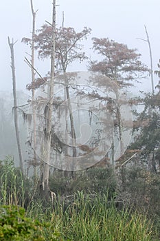 Dead and dying cypress trees standing in the fog at Guste Island
