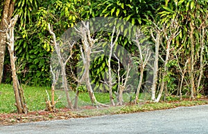 Dead and dying ficus hedge