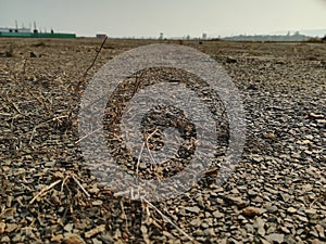 Dead and dying plants in drought stricken field