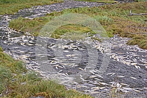 Dead and Dying Salmon in a Spawning Stream