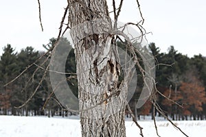 Dead Elm Tree in winter caused by Dutch Elm Disease DED Ophiostoma ulmi.