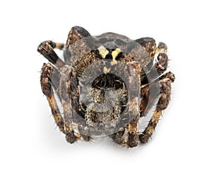 Dead European garden spider, Araneus diadematus, isolated