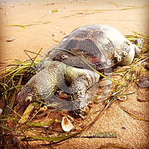 Dead european terrapin pond on beach