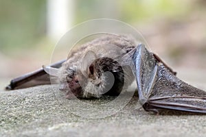 Dead evening bat in the forest