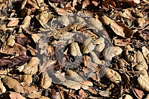 Dead Evergreen Coast Live Oak Leaves Creating New Soil During Fall Season Close Up