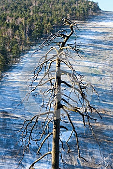 Dead evergreen tree in winter morning at Divcibare, Serbia