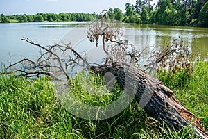 Dead fallen tree lies on the bank of the river half in the water in the midst of the wild nature