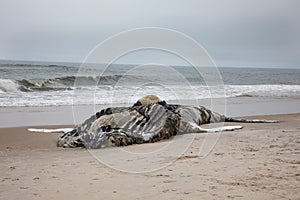 Dead Female Humpback Whale including Tail and Dorsal Fins on Fire Island, Long Island, Beach, with Sand in Foreground and Atlantic