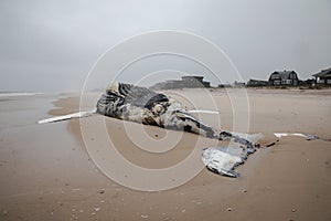 Dead Female Humpback Whale including Tail and Dorsal Fins on Fire Island, Long Island, Beach, with Sand in Foreground and Atlantic