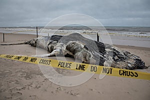 Dead Female Humpback Whale including Tail and Dorsal Fins on Fire Island, Long Island, Beach, with Sand in Foreground and Houses i