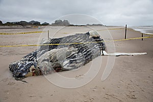 Dead Female Humpback Whale including Tail and Dorsal Fins on Fire Island, Long Island, Beach, with Sand in Foreground and Houses