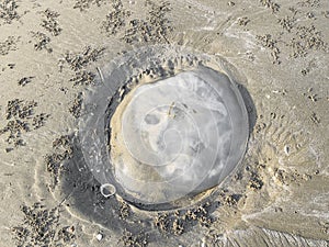 A dead fire jellyfish is on the beach of Pranburi, Thailand