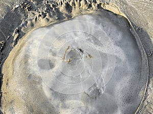 A dead fire jellyfish is on the beach of Pranburi, Thailand