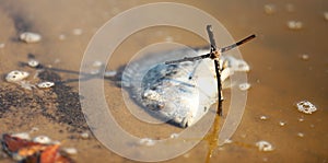 dead fish as a result of an environmental climate or drought event