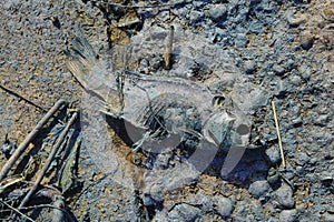 Dead fish on the beach. Water pollution concept.
