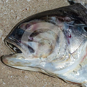Dead fish on the beach