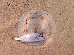 Dead fish on the beach sunset