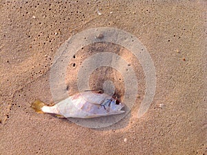Dead fish on the beach sunset photo