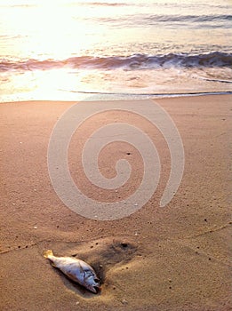 Dead fish on the beach sunset photo