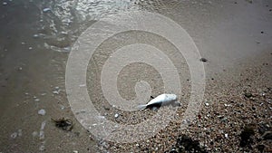 Dead fish on the beach in Thailand. HD. 1920x1080