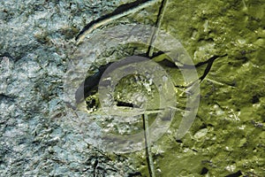 Dead fish on the beach. Water pollution concept.