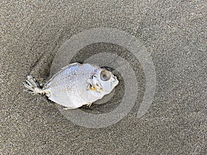 Dead fish on the beach, Water pollution