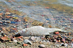 Dead fish Bream Abramis brama