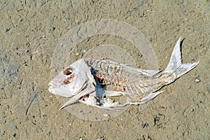 Dead fish carcas on beach
