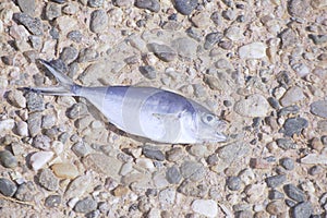 a dead fish on a cobblestone road