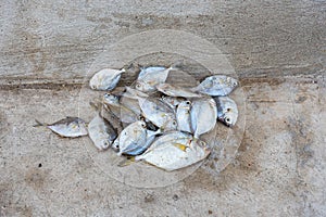 Dead fish on concrete floor.Thailand.