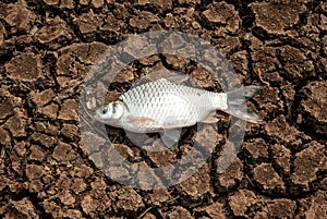 Dead fish on cracks in the ground. environment,