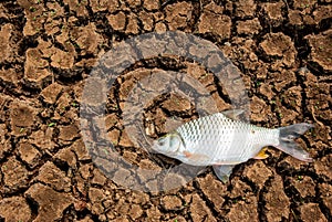 Dead fish on cracks in the ground. environment,