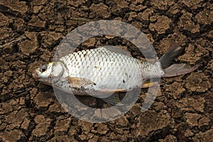 Dead fish on cracks in the ground. environment,